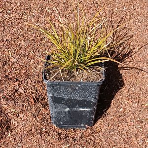 Carex testcea 'Prairie Fire'