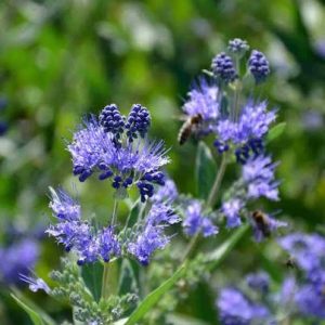 Caryopteris clandonensis 'Heavenly Blue '
