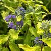 Caryopteris clandonensis 'Hint of Gold'