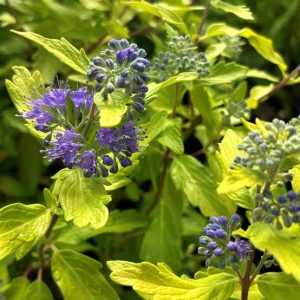Caryopteris clandonensis 'Hint of Gold'