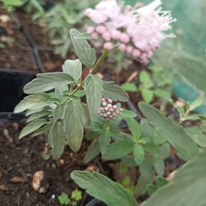 Caryopteris clandonensis 'Stephi'