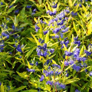 Caryopteris clandonensis 'Worchester Gold'