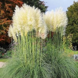 Cortaderia selloana 'White Feather'
