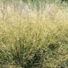 Deschampsia cespitosa 'Goldtau'