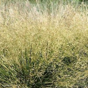 Deschampsia cespitosa 'Goldtau'