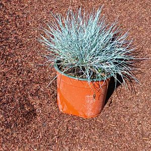 Festuca glauca 'Elijah Blue'