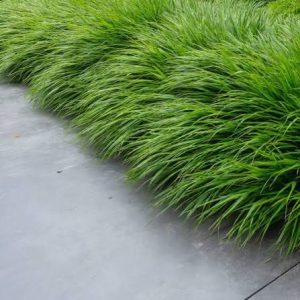 Hakonechloa macra