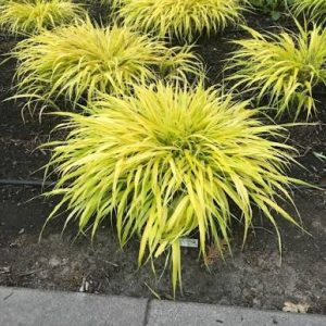 Hakonechloa macra 'All Gold'