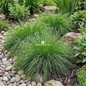Isolepis cernua