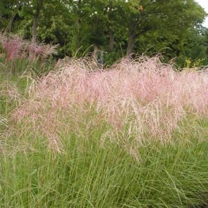 Miscanthus sinensis 'Pink Cloud'