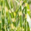 Miscanthus sinensis 'Strictus Dwarf'