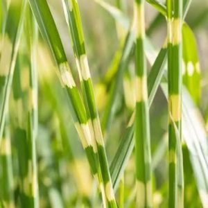 Miscanthus sinensis 'Strictus Dwarf'