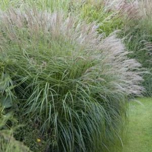 Miscanthus sinensis 'Yaku Jima'