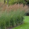 Molinia caerulea 'Moorhexe'