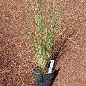 Muhlenbergia capillaris