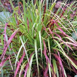 Panicum virgatum 'Shenandoah'