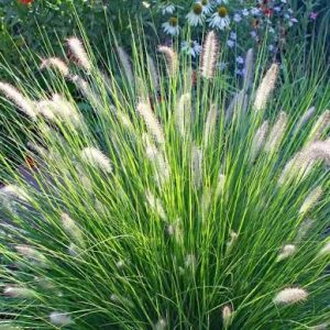 Pennisetum alopecuroides 'Hameln'