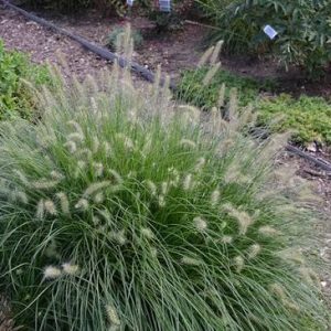Pennisetum alopecuroides 'Little Bunny'