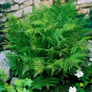 Pteridium aquilium