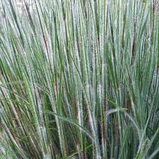 Schizachyrium scoparium 'Ha Ha Tonka'