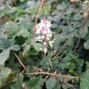 Tiarella 'Spring Symphony'
