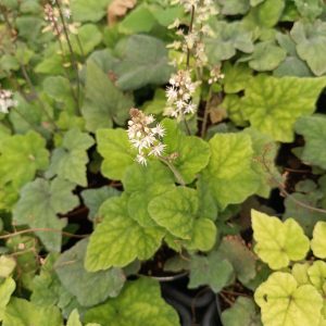 Tiarella - Turbántok
