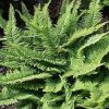 Polystichum setiferum 'Plumoso-densum'