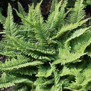 Polystichum setiferum 'Plumoso-densum'