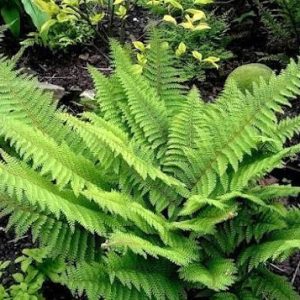 Polystichum setiferum 'Proliferum Wollastonii'