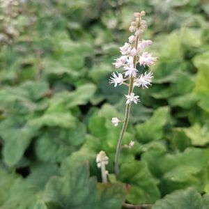 Tiarella wherryi 'White'