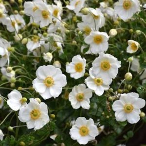 Anemone x hybrida 'Honorine Jobert' - Szellőrózsa