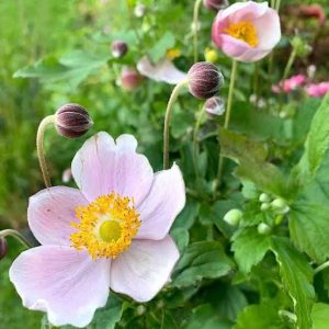 Anemone hupehensis 'Princess Pink' - Szellőrózsa