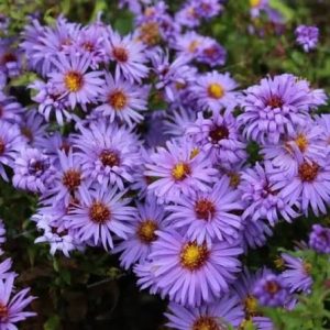 Aster dumosus 'Lady in Blue' - Őszirózsa