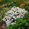 Aster dumosus 'Schneekissen' - Őszirózsa