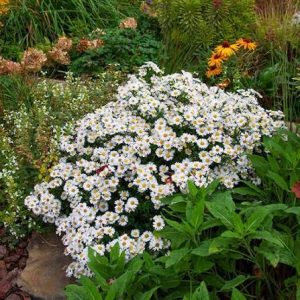 Aster dumosus 'Schneekissen' - Őszirózsa