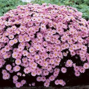 Aster dumosus 'Wood's Pink' - Őszirózsa