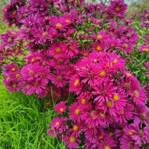 Aster novi-belgii 'Crimson Brocade' - Kopasz őszirózsa