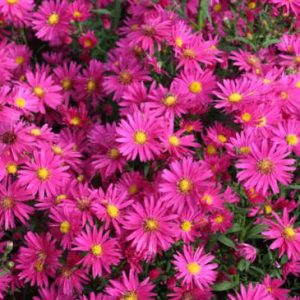 Aster novi-belgii 'Neron' - Kopasz őszirózsa