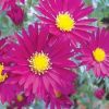 Aster novi-belgii 'Winston Churchill' - Kopasz őszirózsa