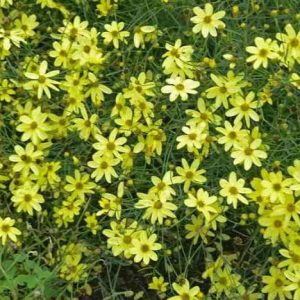 Coreopsis verticillata 'Moonbeam' - Menyecskeszem