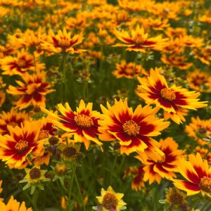 Coreopsis grandiflora 'Solar Jewel' - Menyecskeszem