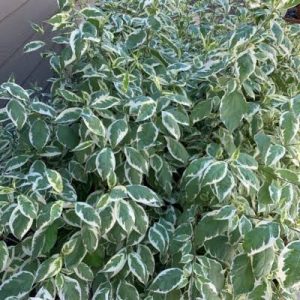 Cornus alba 'Sibirica Variegata'