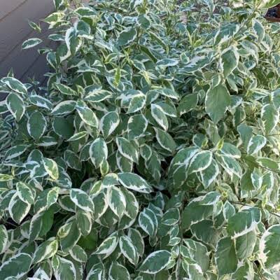 Cornus alba 'Sibirica Variegata'