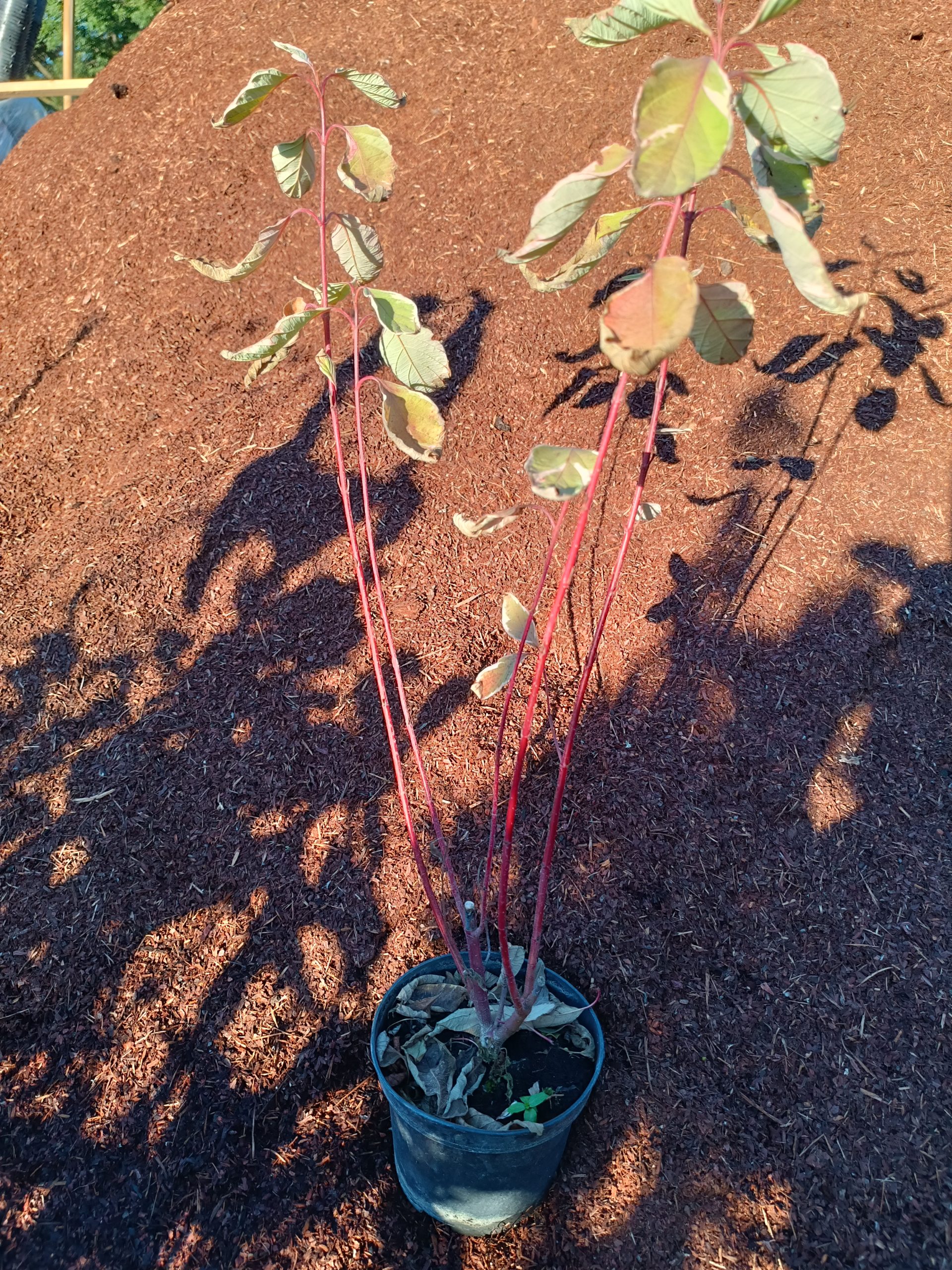 Cornus alba 'Sibirica Variegata' - Image 3