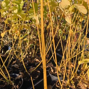 Cornus stolonifera 'Flaveramea'