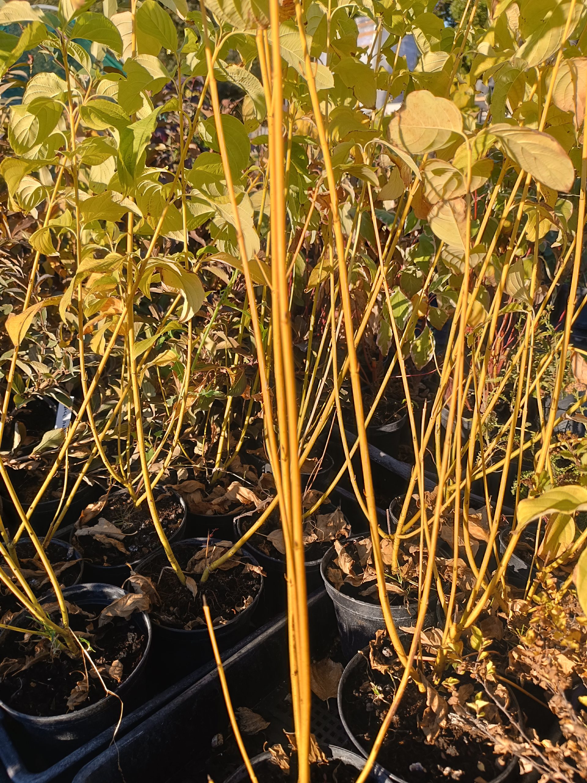 Cornus stolonifera 'Flaveramea'