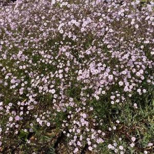 Gypsophila 'Rosenschleier' - Fátyolvirág