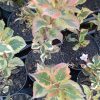 Weigela florida 'Magical Rainbow' - Image 2
