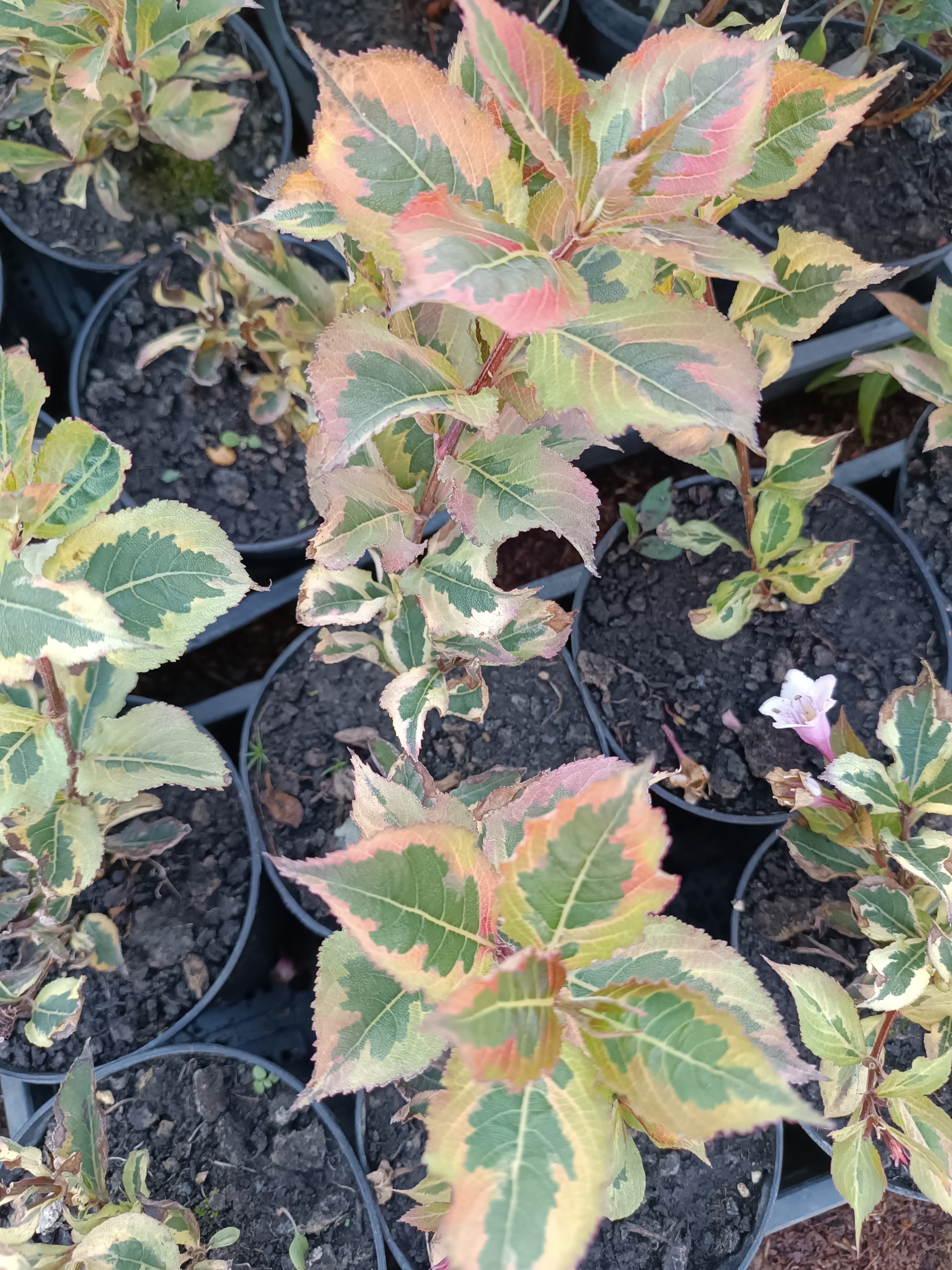 Weigela florida 'Magical Rainbow' - Image 2