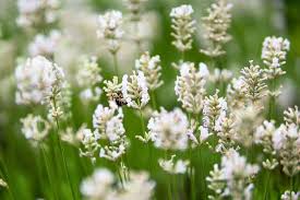 Lavandula angustifolia 'Artic Snow' - Levendula